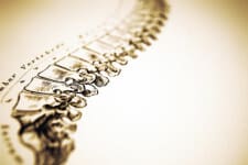spine-drawing spine-drawing