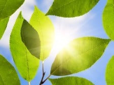 sun through leaves sun through leaves