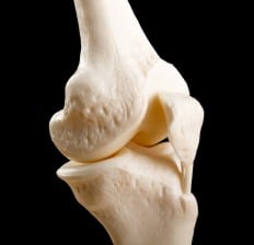 Skeletal Anatomy Of Human Knee Joint, knee bones