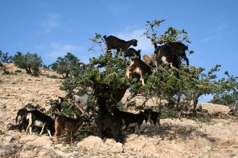 Goats In An Argan Tree