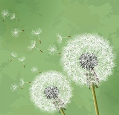 Dandelions