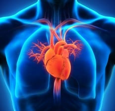 Human Heart Anatomy virtual illustration 