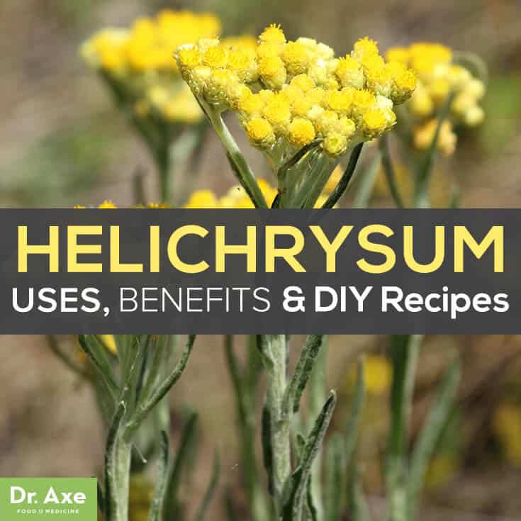 Helichrysum-Essential-Oil-Title
