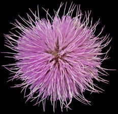 Purple Milk Thistle
