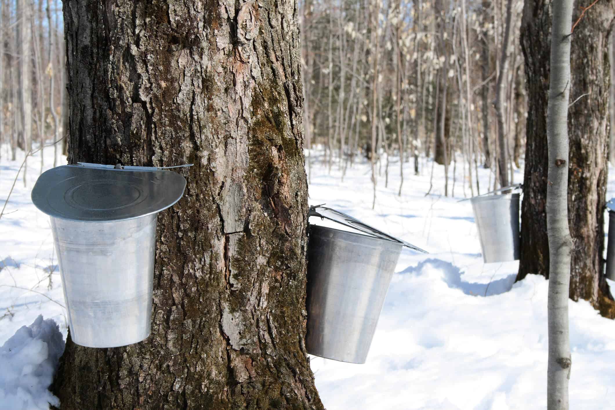 8 Surprising Benefits Of Maple Syrup Recipes Dr Axe