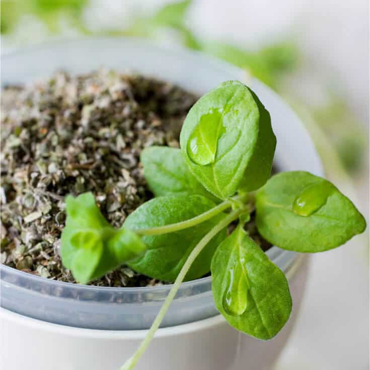 10 LGlutamine Benefits, Side Effects & Dosage Dr. Axe