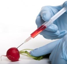 GM Food Facts Genetically Modified Foods, GMO Radish