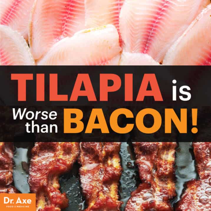 Tilapia Is Worse Than Eating Bacon Dr. Axe