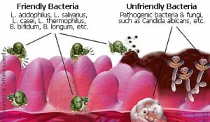 types of bacteria - leaky gut