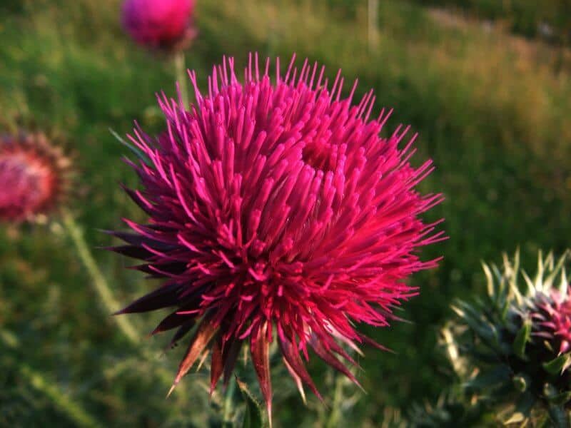 Https Draxe Milk Thistle Detox For Heavy Metals Chemotherapy And Radiation milk thistle detox for heavy metals chemo and radiation Https Draxe Milk Thistle Detox For Heavy Metals Chemotherapy And Radiation milk thistle detox for heavy metals chemo and radiation