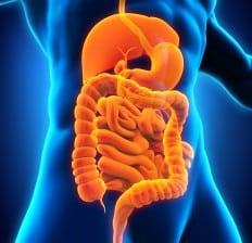 Human Digestive System virtual illustration 