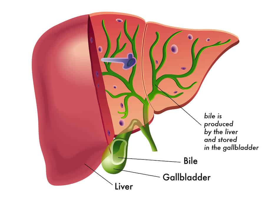 Gallbladder Diet and Natural Treatment Protocol - Dr. Axe