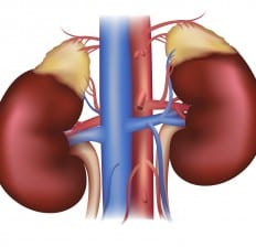 adrenal glands above kidneys