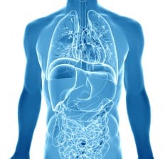 Human Body diagram with Alkaline