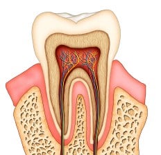 Dental anatomy Diagram Illustration