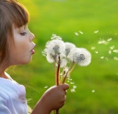 little girl blowing dandelions