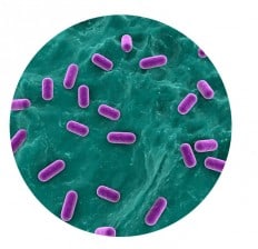 lacto bacillus