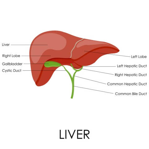 Dr Axe: 6 Step Liver Cleanse : Conscious Life News
