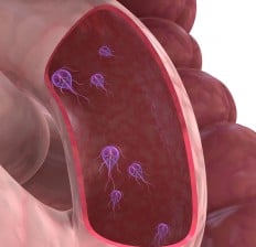 Giardia Parasite