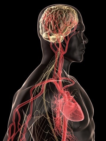 Heart And Brain anatomy, Circulatory system