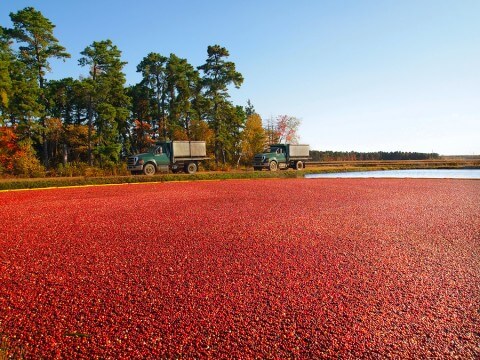 cranberry field