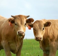 Two Brown Cows
