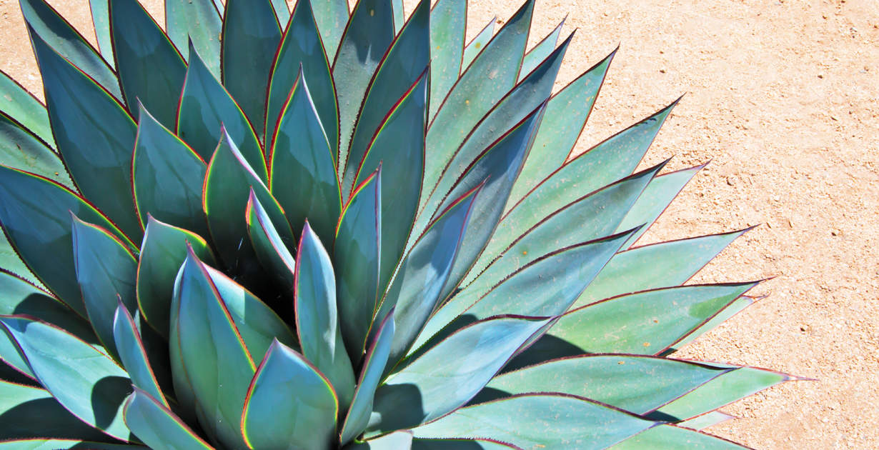 Agave Nectar: Healthy 'Natural' Sweetener or All Hype? - Dr. Axe