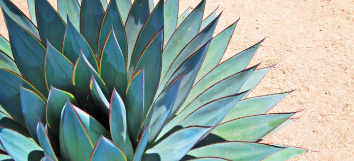 Agave Nectar: Healthy 'Natural' Sweetener or All Hype? - Dr. Axe