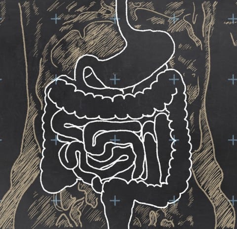 Digestive System Chalkboard Sketch