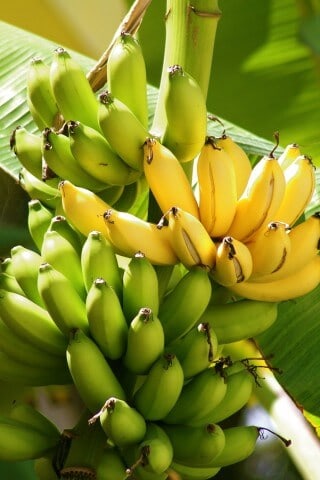 Banana Weight Loss Or Gain Thyroid Medication
