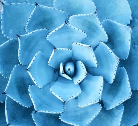 blue agave plant closeup