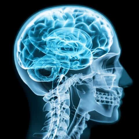brain anatomy, brain health