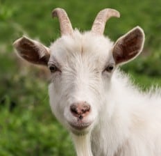 White Goat face