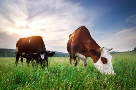Grass fed Cows