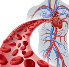 Red Blood Cells Heart Circulation