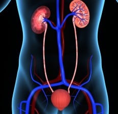 Human Kidneys, urinary system 