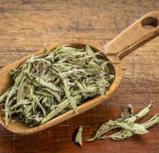 stevia dried leaves