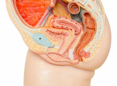 female reproductive organs