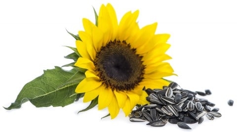 Sunflower Oil Helps Lose Weight