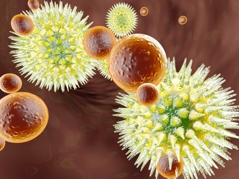 virus vs. immune system 480x360 - RODE BIETEN VOORDELEN, INTERESSANTE FEITEN EN RECEPTEN