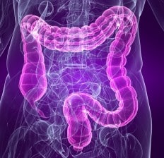 Highlighted Colon anatomy
