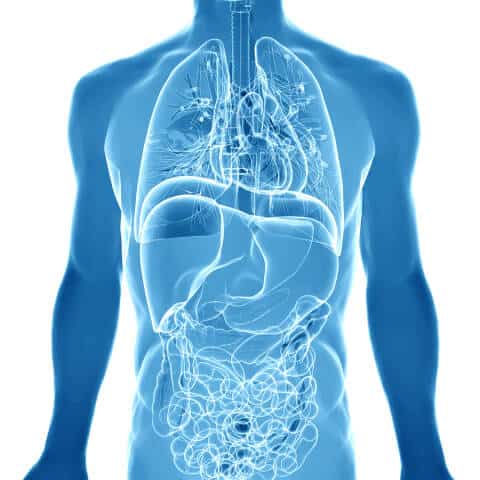 human anatomy