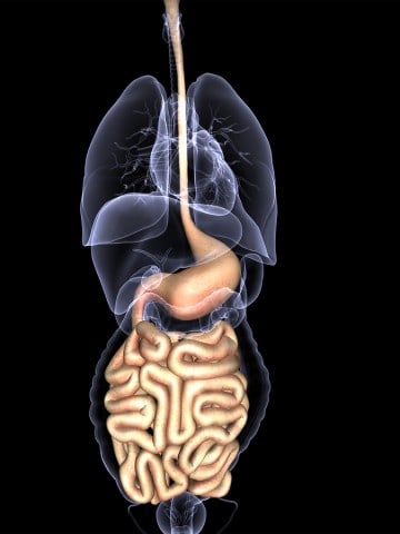 Internal Organs, Human Digestive System