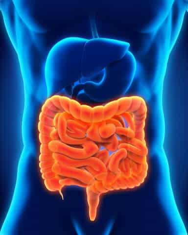Human Intestine Anatomy, Digestive System