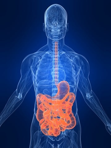 Human Digestive System