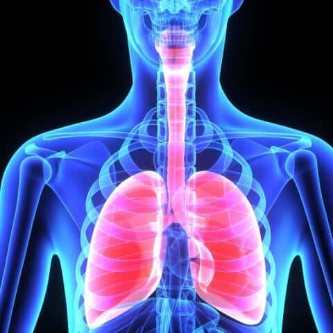 Lungs, Respiratory System