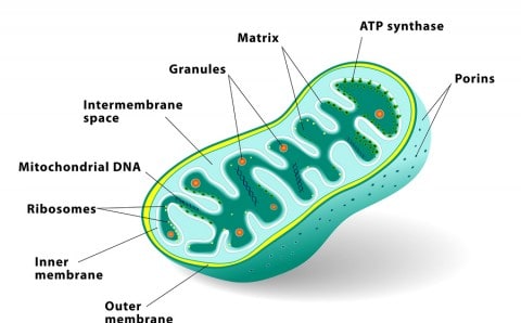 Mitochondria Cell Diagram
