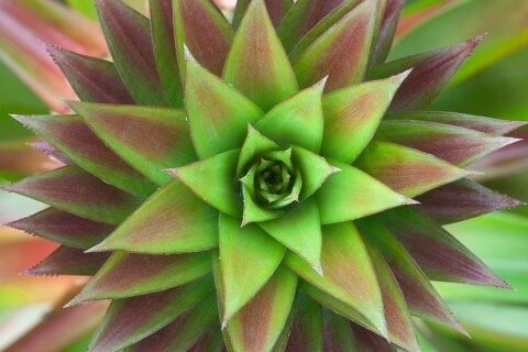 Pineapple Plant