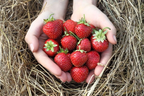 Strawberries in hands