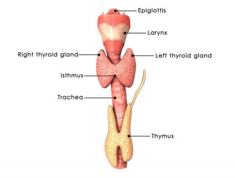 Thyroid gland Diagram